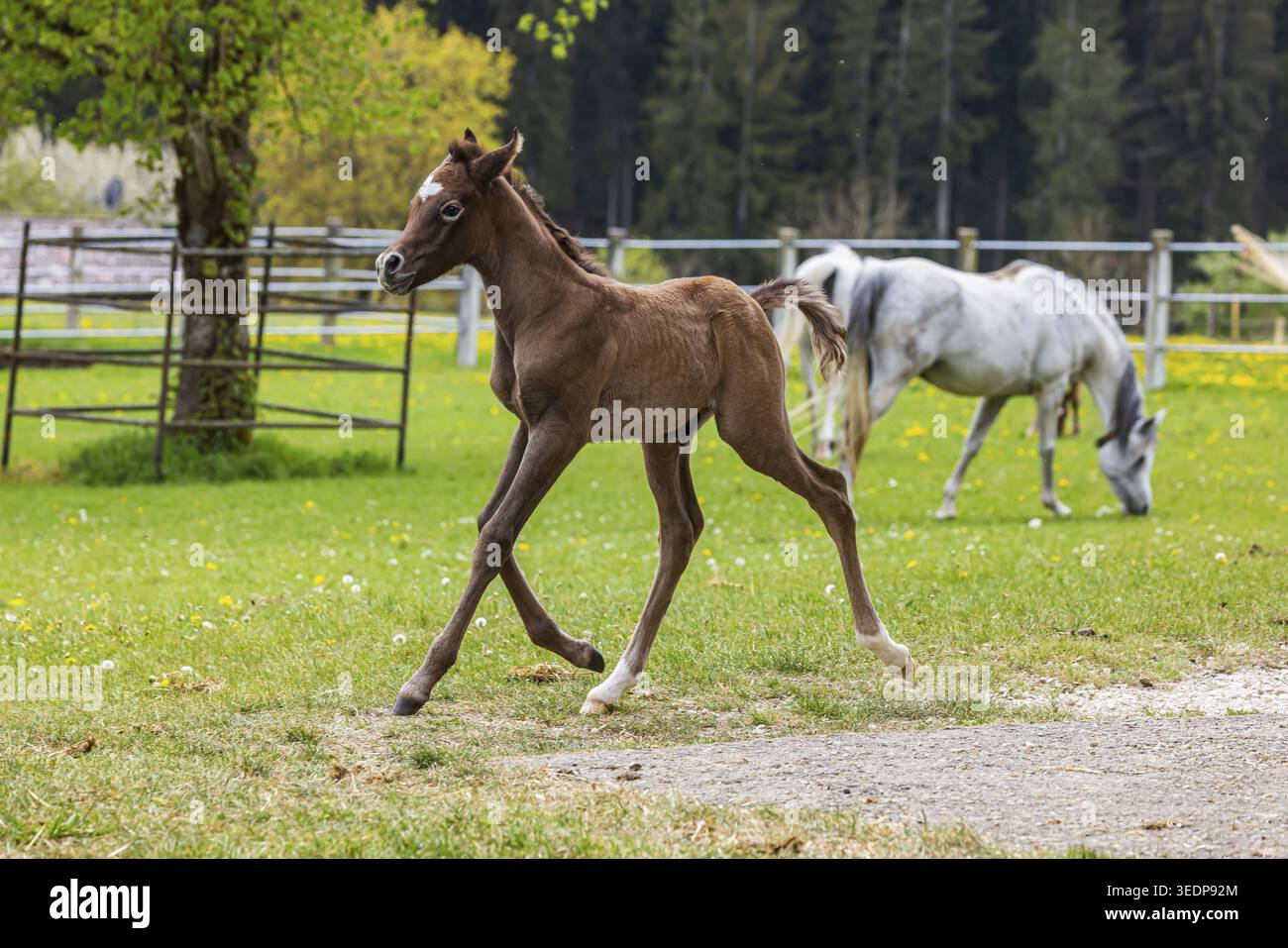 Pâturage de poulains à Marbach main et State Stud. Juments arabes avec leurs poulains. Le haras est un point de contact important pour les éleveurs de chevaux et les equestri Banque D'Images