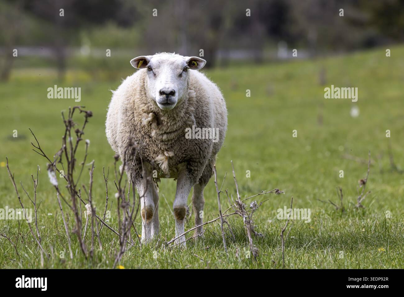 Moutons et agneaux paissent dans un pré. Paysage du Jura souabe. Gomadingen, Bade-Wuertemberg, Allemagne Banque D'Images