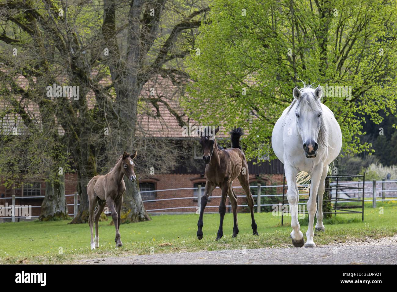 Pâturage de poulains à Marbach main et State Stud. Juments arabes avec leurs poulains. Le haras est un point de contact important pour les éleveurs de chevaux et les equestri Banque D'Images