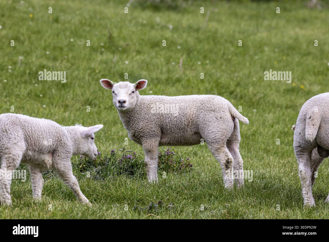 Moutons et agneaux paissent dans un pré. Paysage du Jura souabe. Gomadingen, Bade-Wuertemberg, Allemagne Banque D'Images