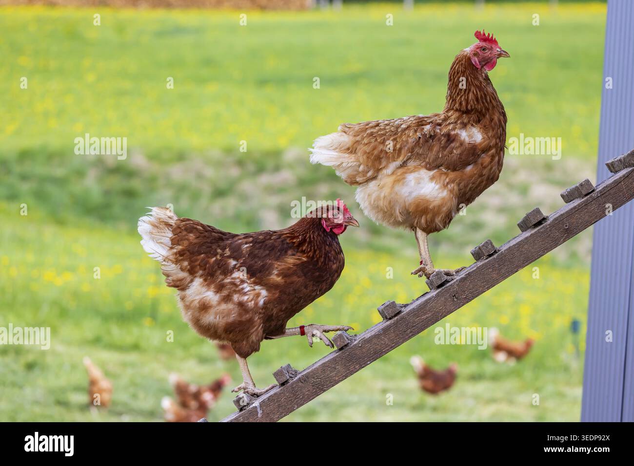Des poulets et un coq sur un pâturage de volaille avec une sortie. Johann, Baden-Wuerttemberg, Allemagne Banque D'Images