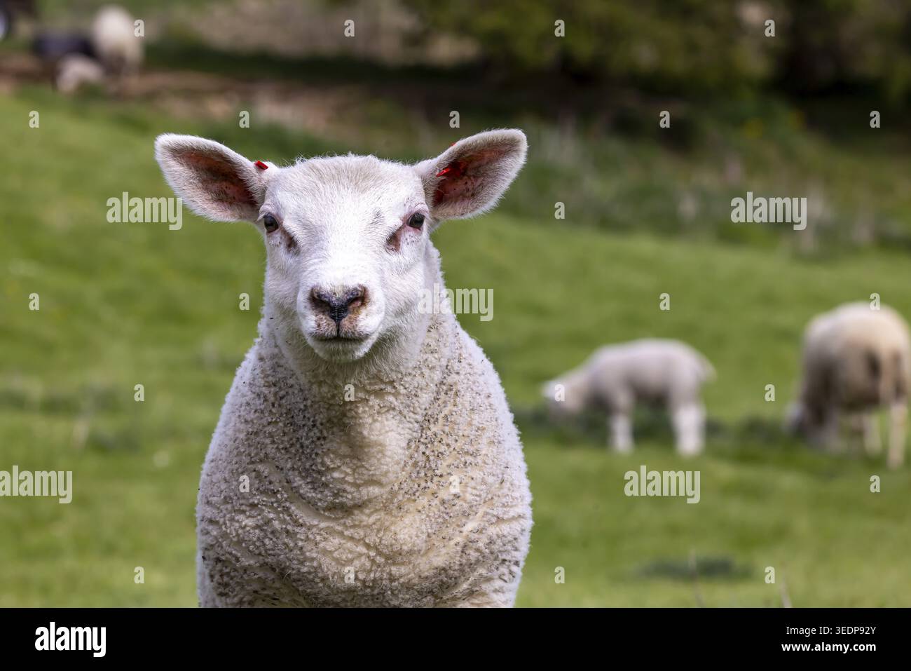 Moutons et agneaux paissent dans un pré. Paysage du Jura souabe. Gomadingen, Bade-Wuertemberg, Allemagne Banque D'Images