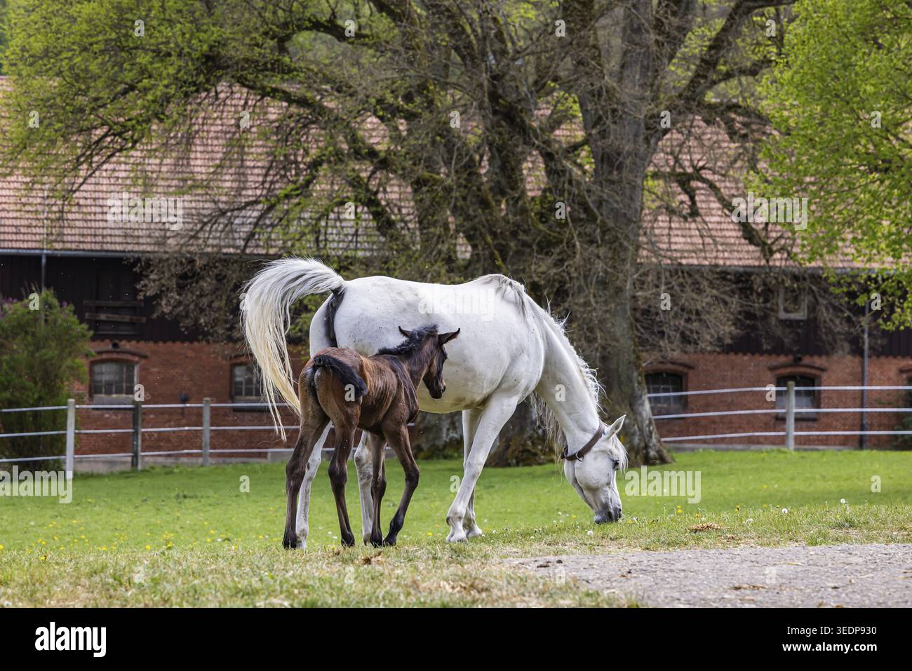 Pâturage de poulains à Marbach main et State Stud. Juments arabes avec leurs poulains. Le haras est un point de contact important pour les éleveurs de chevaux et les equestri Banque D'Images