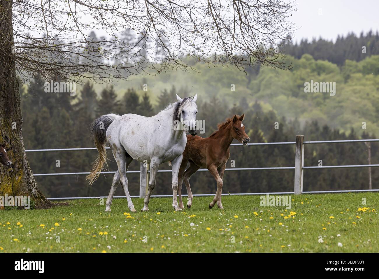 Pâturage de poulains à Marbach main et State Stud. Juments arabes avec leurs poulains. Le haras est un point de contact important pour les éleveurs de chevaux et les equestri Banque D'Images