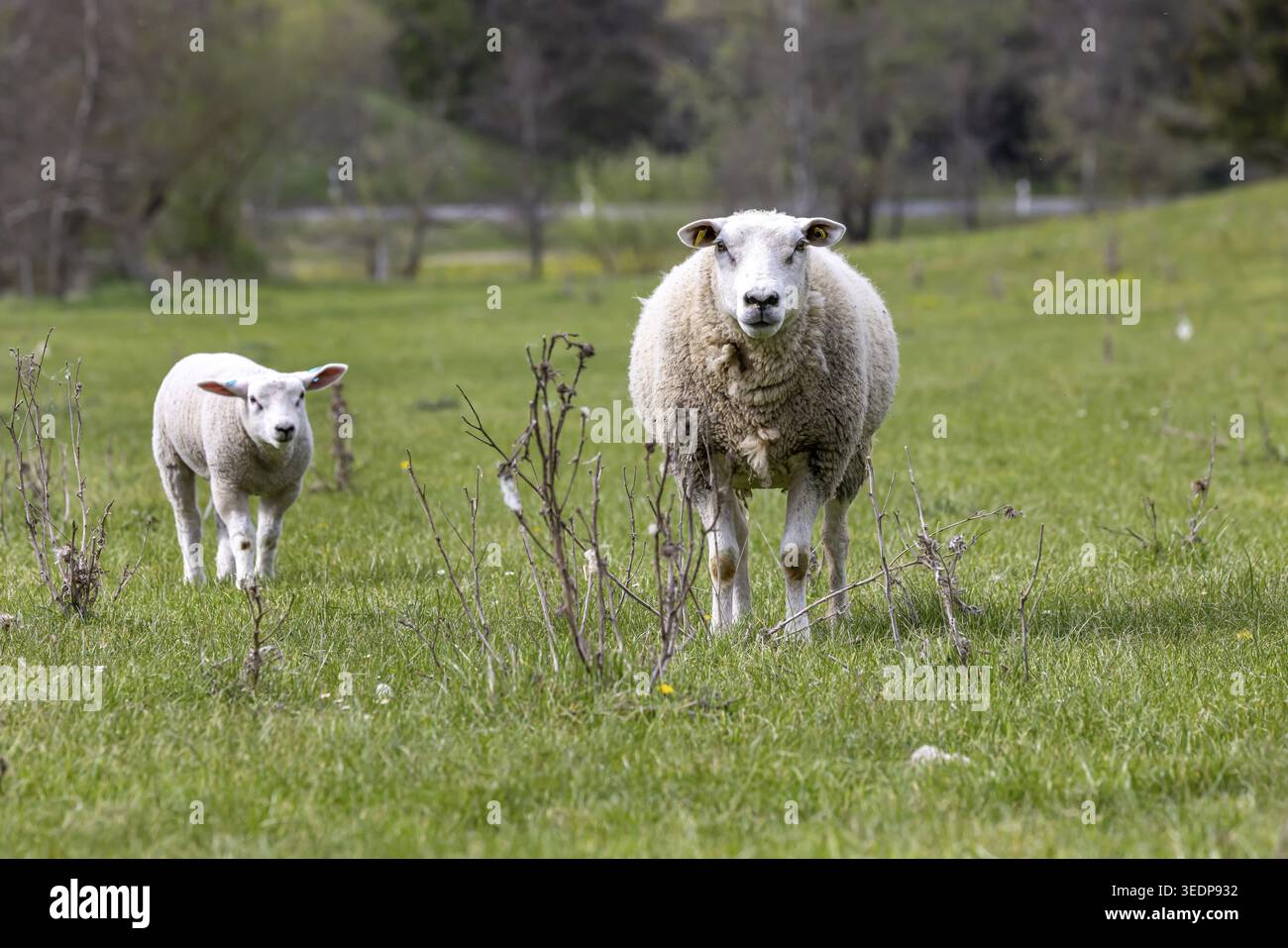 Moutons et agneaux paissent dans un pré. Paysage du Jura souabe. Gomadingen, Bade-Wuertemberg, Allemagne Banque D'Images