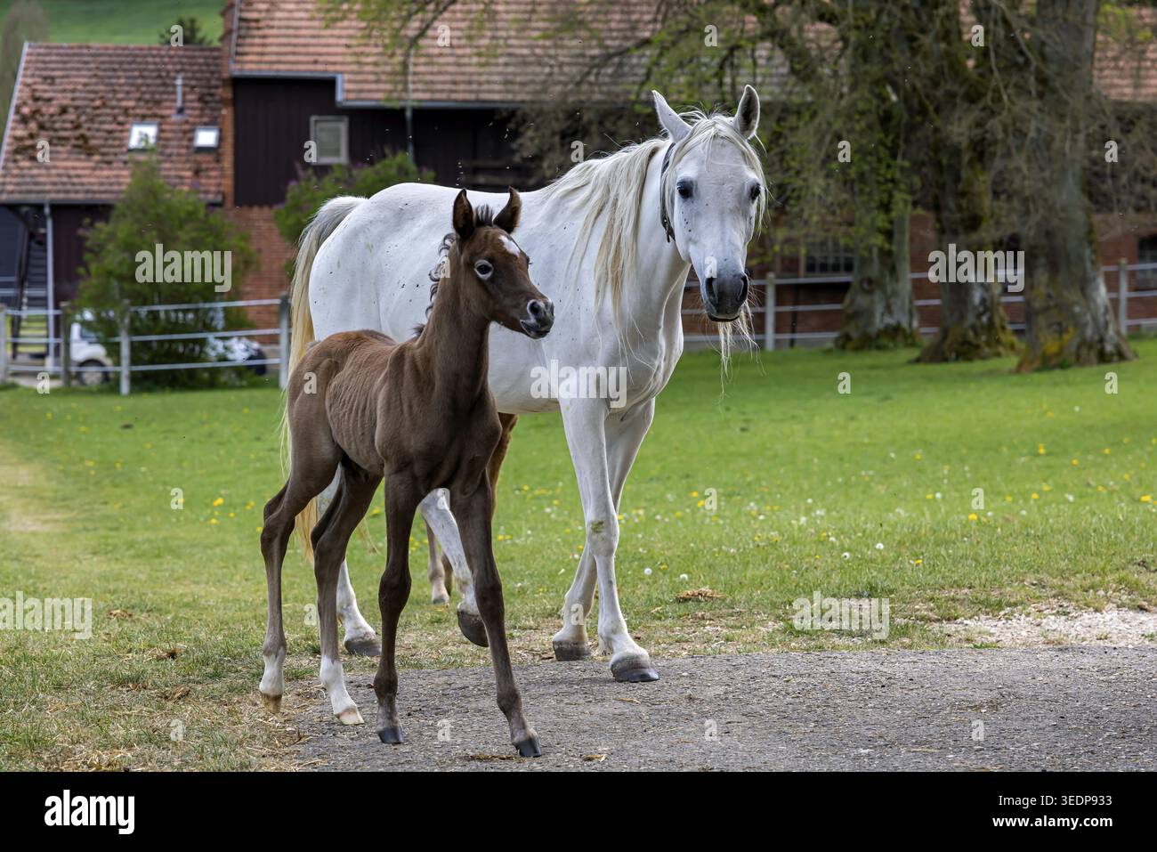 Pâturage de poulains à Marbach main et State Stud. Juments arabes avec leurs poulains. Le haras est un point de contact important pour les éleveurs de chevaux et les equestri Banque D'Images