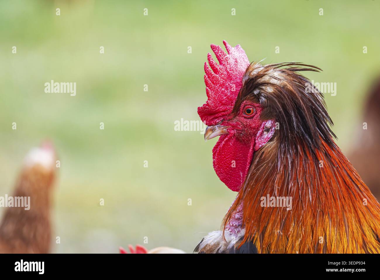 Des poulets et un coq sur un pâturage de volaille avec une sortie. Johann, Baden-Wuerttemberg, Allemagne Banque D'Images