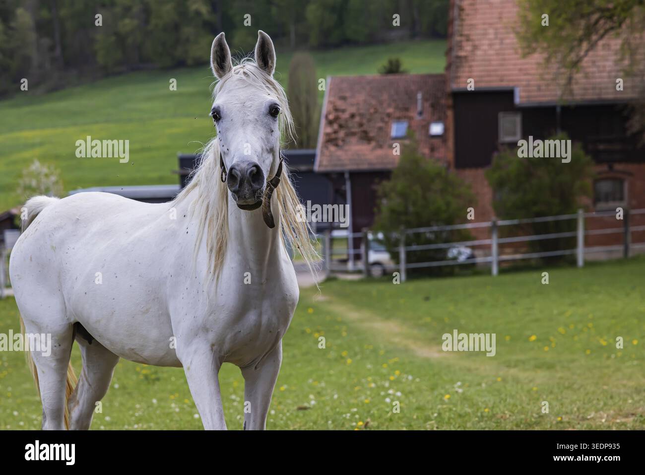 Pâturage de poulains à Marbach main et State Stud. Juments arabes avec leurs poulains. Le haras est un point de contact important pour les éleveurs de chevaux et les equestri Banque D'Images