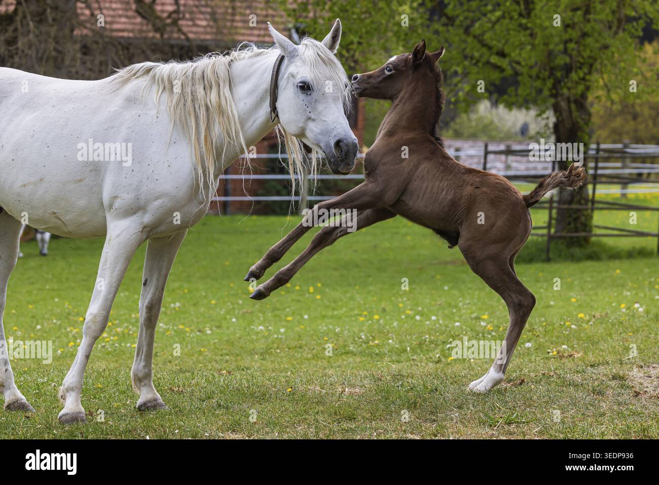 Pâturage de poulains à Marbach main et State Stud. Juments arabes avec leurs poulains. Le haras est un point de contact important pour les éleveurs de chevaux et les equestri Banque D'Images