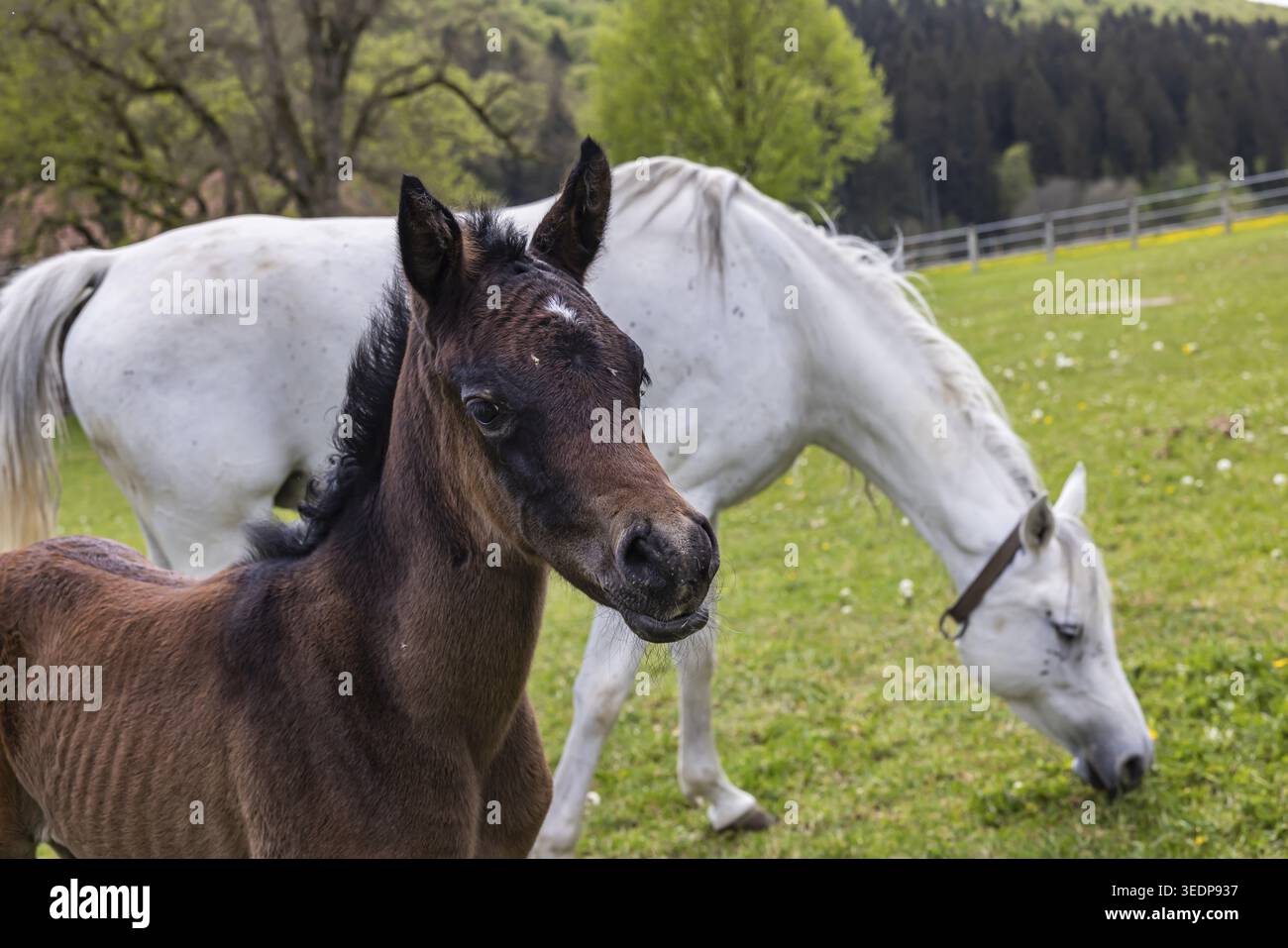 Pâturage de poulains à Marbach main et State Stud. Juments arabes avec leurs poulains. Le haras est un point de contact important pour les éleveurs de chevaux et les equestri Banque D'Images