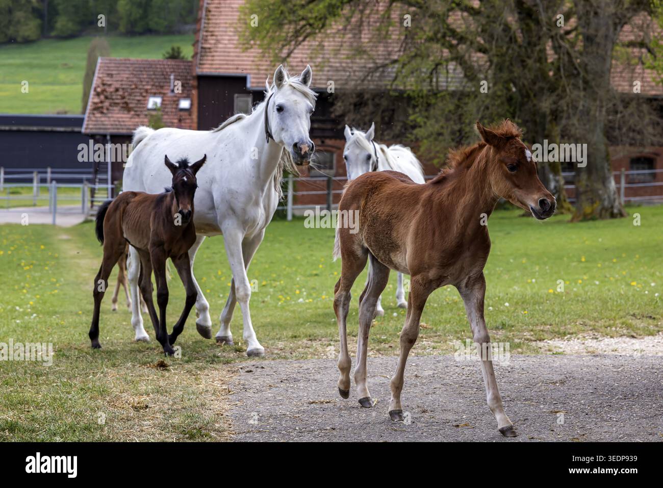 Pâturage de poulains à Marbach main et State Stud. Juments arabes avec leurs poulains. Le haras est un point de contact important pour les éleveurs de chevaux et les equestri Banque D'Images