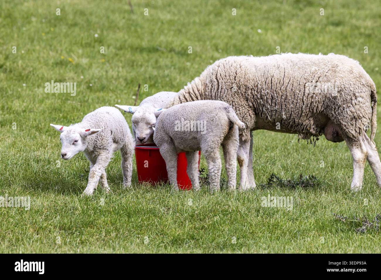 Moutons et agneaux paissent dans un pré. Paysage du Jura souabe. Gomadingen, Bade-Wuertemberg, Allemagne Banque D'Images
