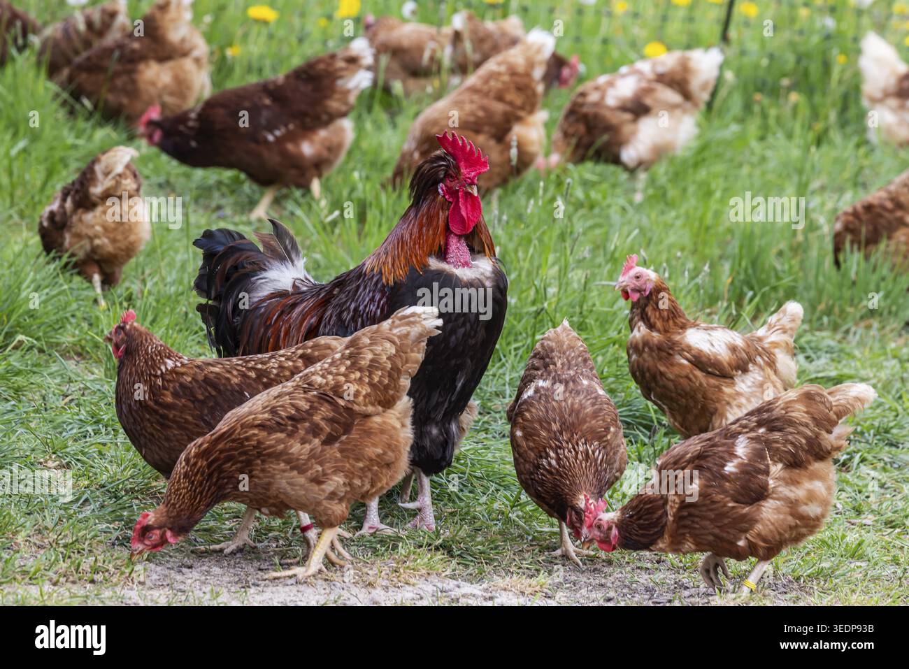 Des poulets et un coq sur un pâturage de volaille avec une sortie. Johann, Baden-Wuerttemberg, Allemagne Banque D'Images