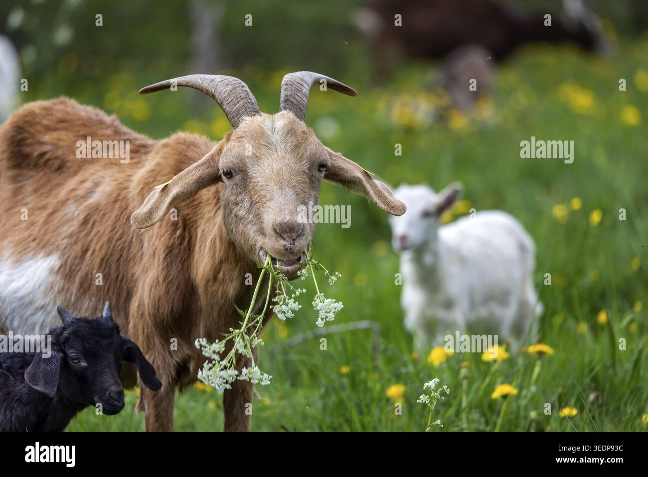 Chèvres sur un pâturage dans le Jura souabe. Les animaux sont utilisés comme défenseurs du paysage. Johann, Baden-Wuerttemberg, Allemagne Banque D'Images