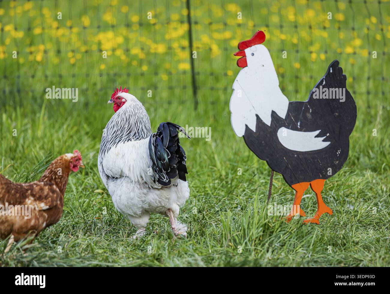 Des poulets et un coq sur un pâturage de volaille avec une sortie. Johann, Baden-Wuerttemberg, Allemagne Banque D'Images