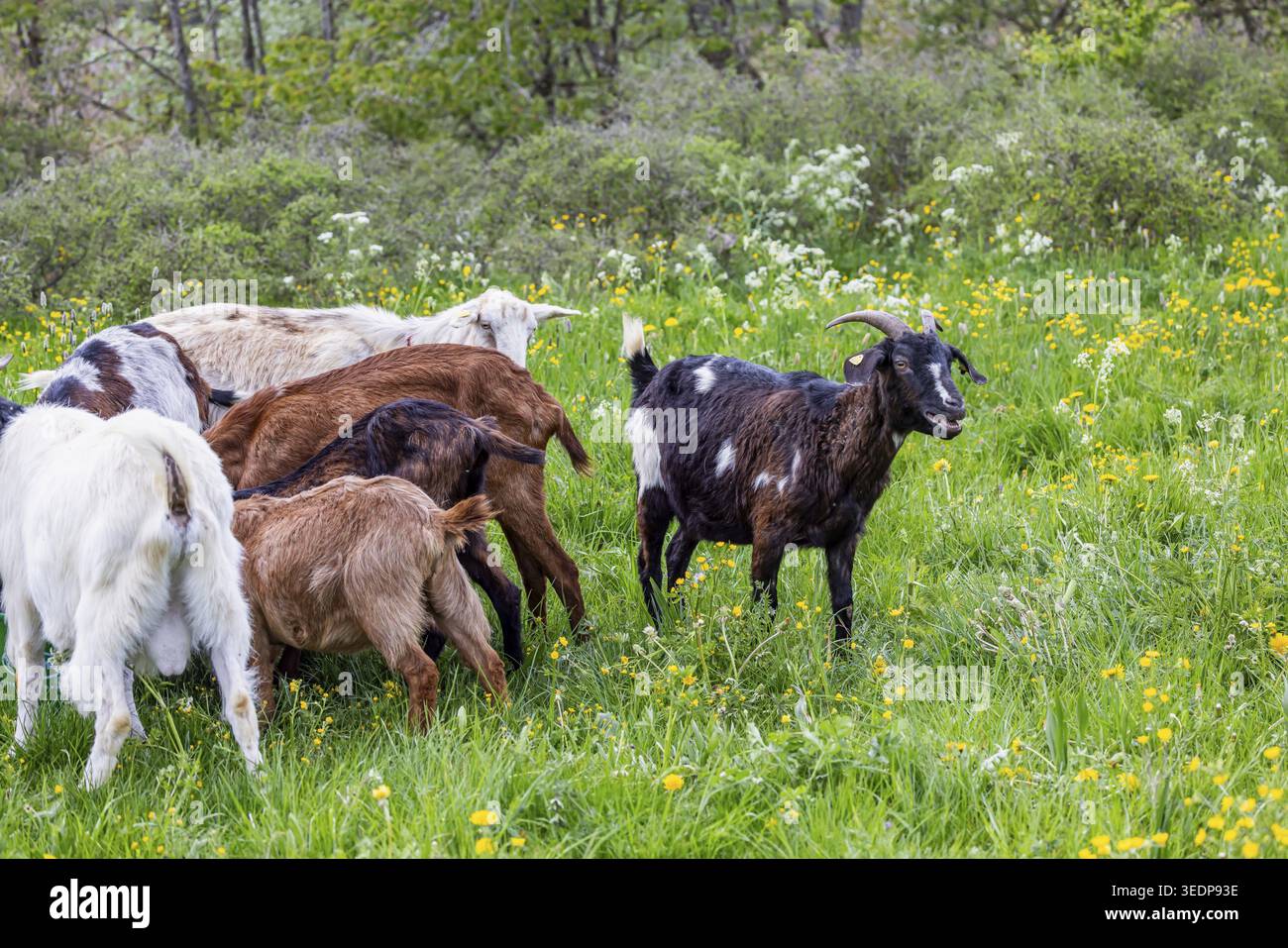 Chèvres sur un pâturage dans le Jura souabe. Les animaux sont utilisés comme défenseurs du paysage. Johann, Baden-Wuerttemberg, Allemagne Banque D'Images
