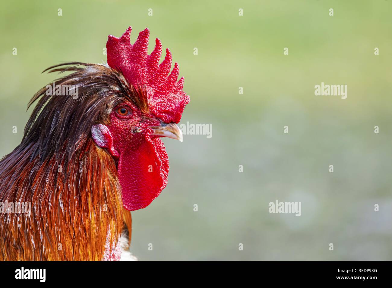 Des poulets et un coq sur un pâturage de volaille avec une sortie. Johann, Baden-Wuerttemberg, Allemagne Banque D'Images