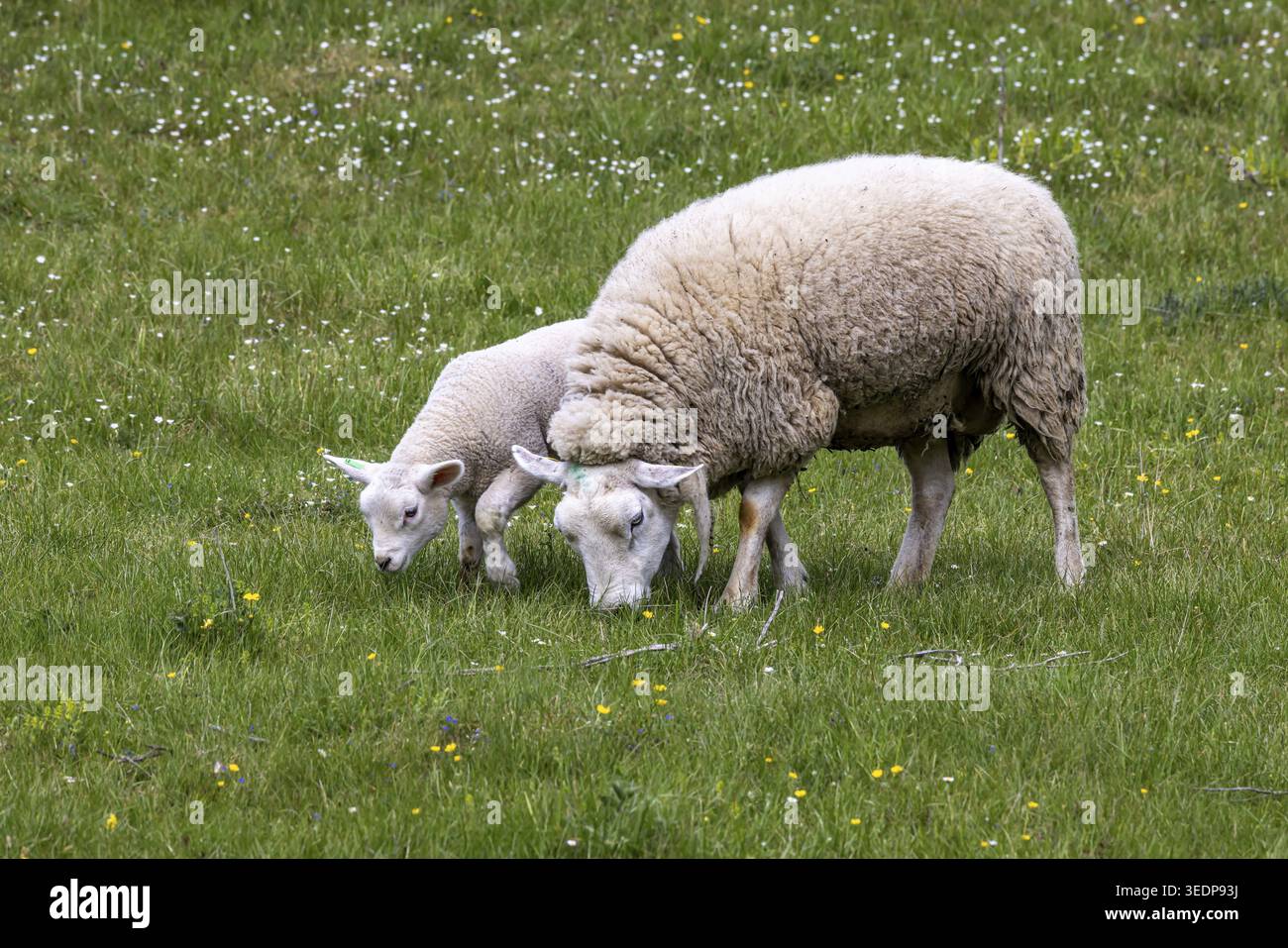 Moutons et agneaux paissent dans un pré. Paysage du Jura souabe. Gomadingen, Bade-Wuertemberg, Allemagne Banque D'Images