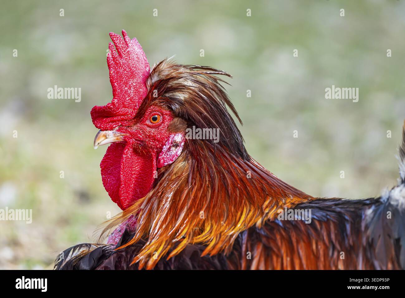 Des poulets et un coq sur un pâturage de volaille avec une sortie. Johann, Baden-Wuerttemberg, Allemagne Banque D'Images