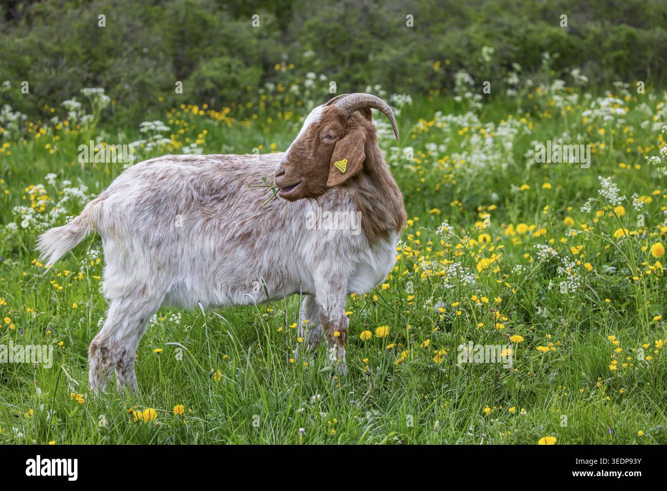 Chèvres sur un pâturage dans le Jura souabe. Les animaux sont utilisés comme défenseurs du paysage. Johann, Baden-Wuerttemberg, Allemagne Banque D'Images
