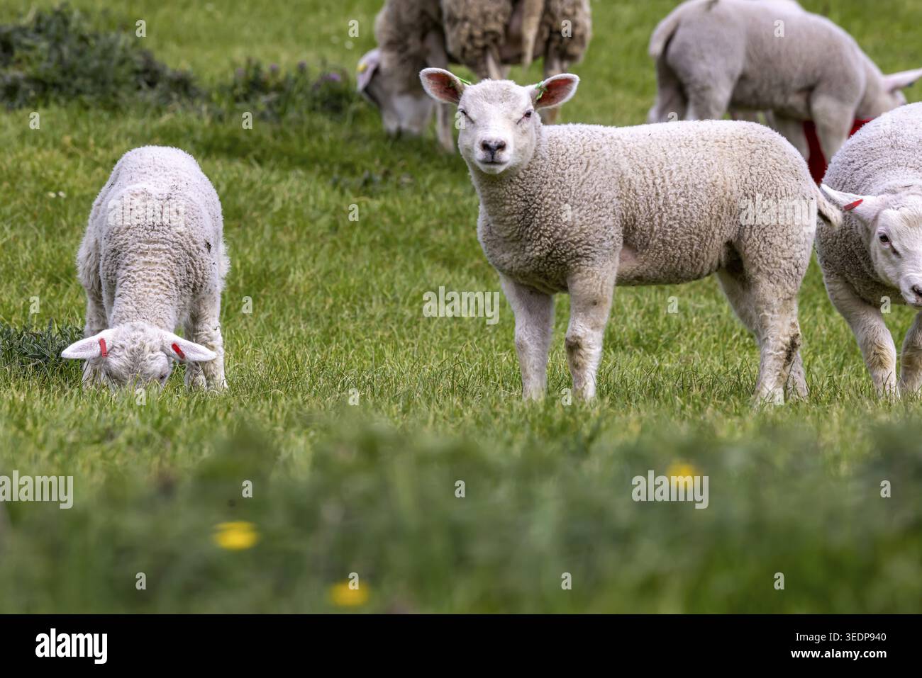 Moutons et agneaux paissent dans un pré. Paysage du Jura souabe. Gomadingen, Bade-Wuertemberg, Allemagne Banque D'Images