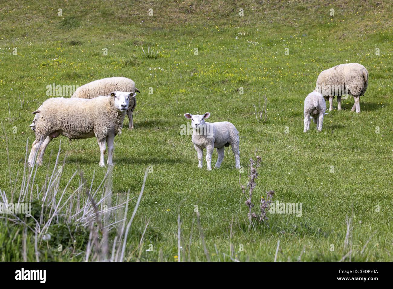 Moutons et agneaux paissent dans un pré. Paysage du Jura souabe. Gomadingen, Bade-Wuertemberg, Allemagne Banque D'Images