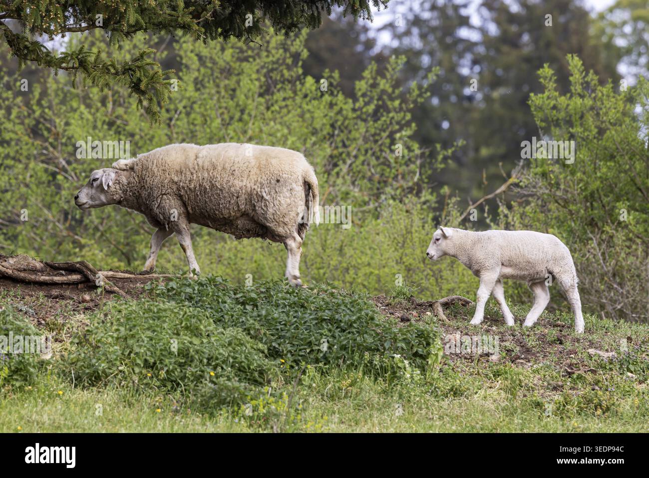 Moutons et agneaux paissent dans un pré. Paysage du Jura souabe. Gomadingen, Bade-Wuertemberg, Allemagne Banque D'Images