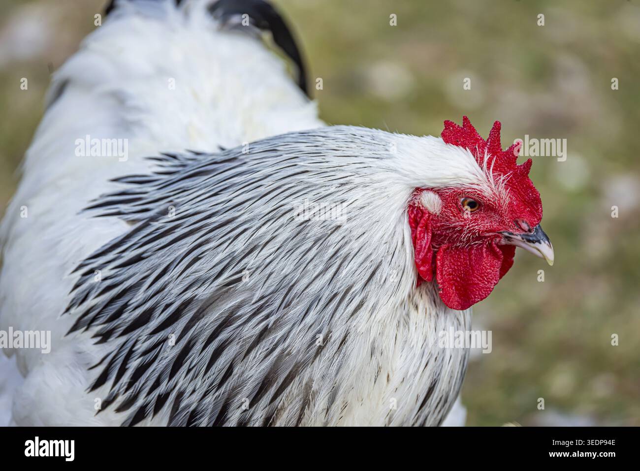 Des poulets et un coq sur un pâturage de volaille avec une sortie. Johann, Baden-Wuerttemberg, Allemagne Banque D'Images