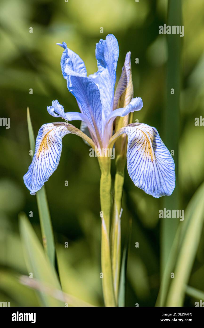Un iris bleu vif des montagnes Rocheuses (Iris missouriensis) fleurit à l'état sauvage à Silver Creek Preserve dans l'Idaho. Banque D'Images
