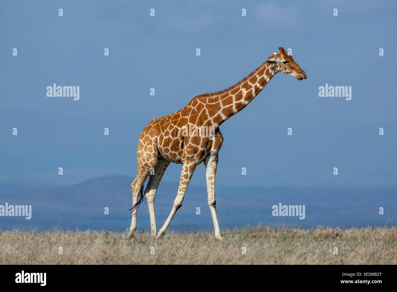 Giraffe réticulée, Kenya Banque D'Images