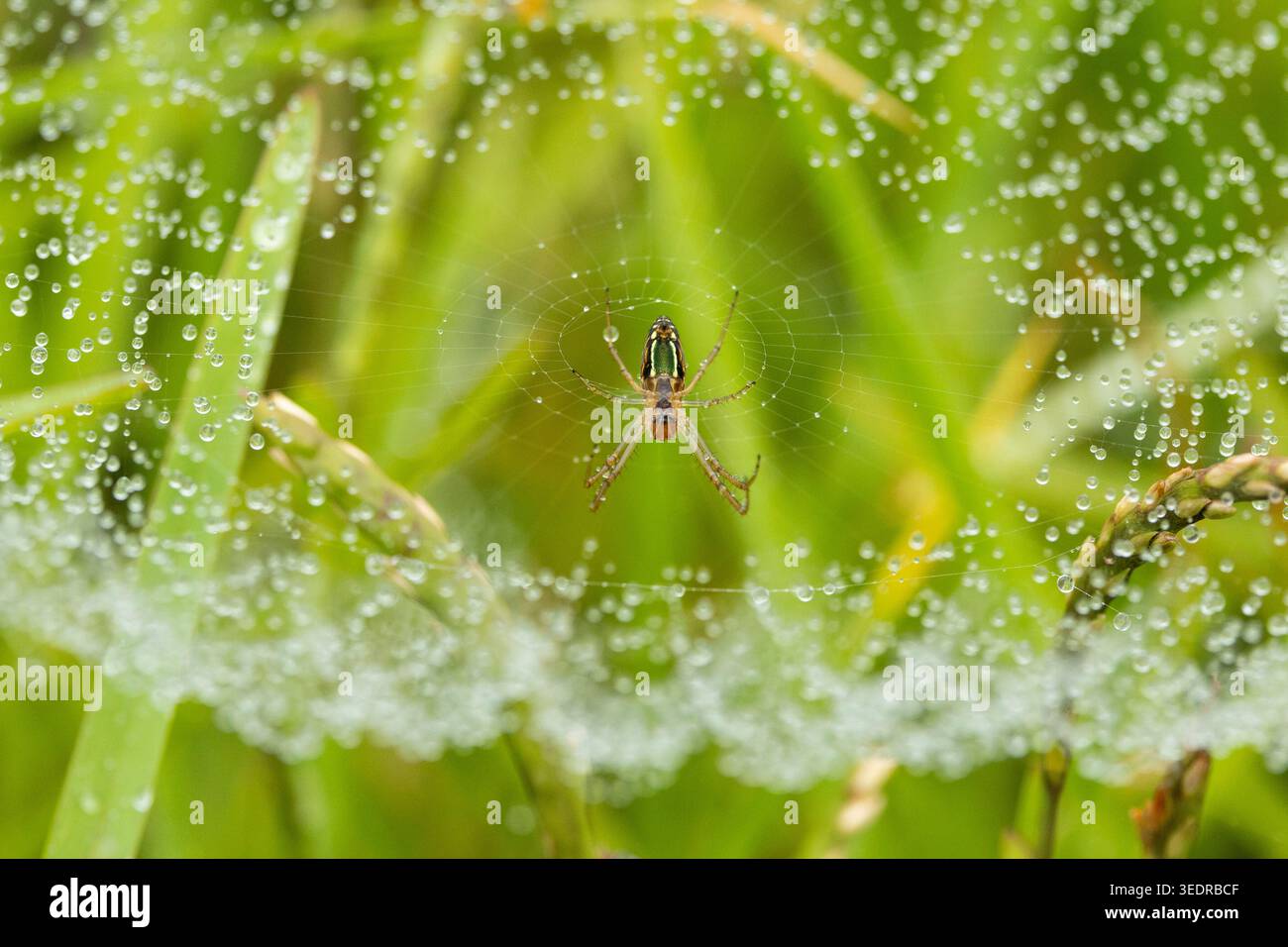 Gouttes de rosée sur Spider Web, Afrique du Sud Banque D'Images
