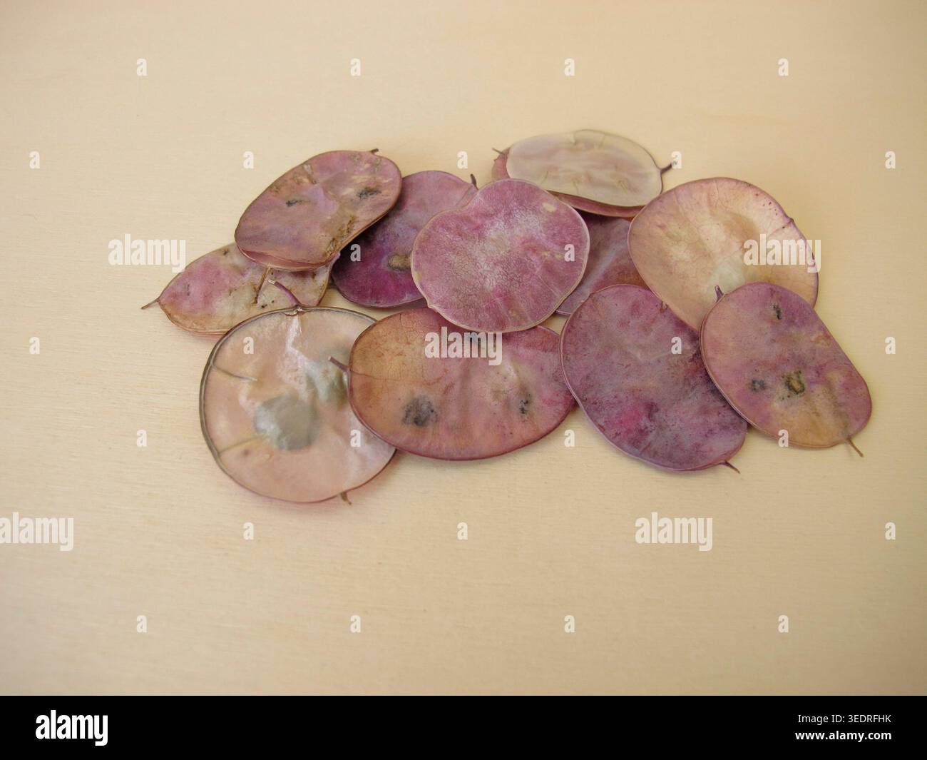Gousses mûres avec des graines de l'honnêteté annuelle, Lunaria annua Banque D'Images