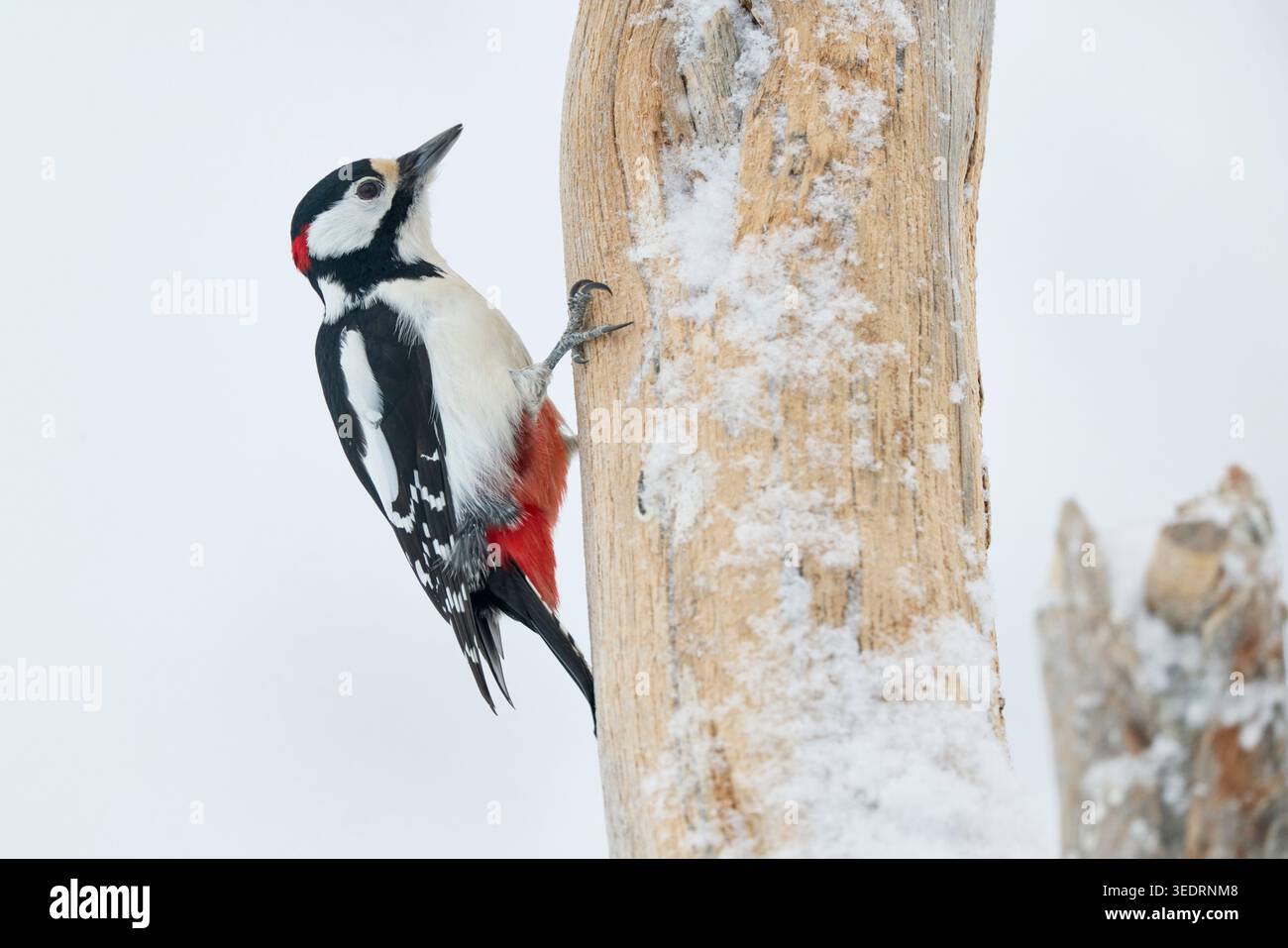 Grand pic tacheté, Dendrocopus major, Finlande, hiver Banque D'Images