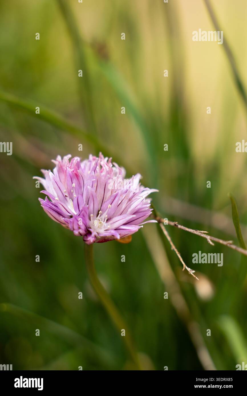 Une fleur de ciboulette violette unique et vibrante se dresse haute sur un fond vert flou, mettant en valeur sa structure complexe de pétales et ses étamines délicates Banque D'Images