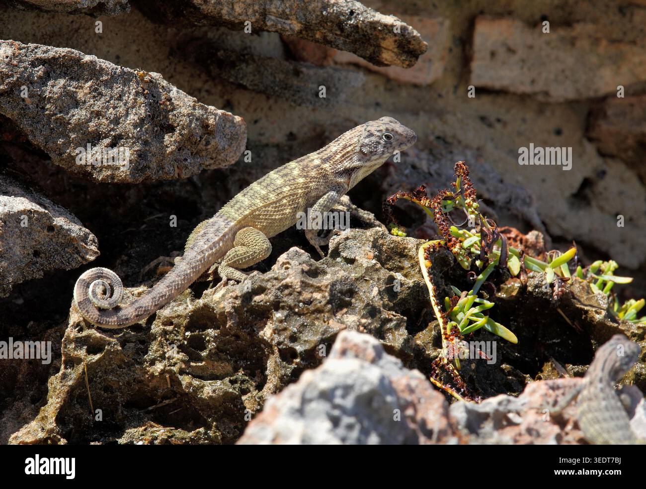 Lézard à queue bouclée du Nord adulte, Leiocephalus carinatus, cherchant de la nourriture avec une queue recourbée au maximum devant une plante de Purslane de la mer occidentale, Sesuvium verrucosum. Zone d'eau éclaboussée, péninsule de Hicacos ; Province de Matanzas ; Cuba ; Grande Antilles; env Banque D'Images