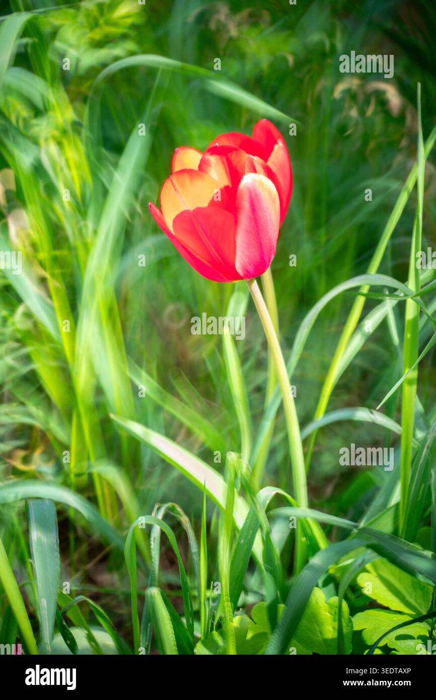 Tulipe rouge Banque D'Images