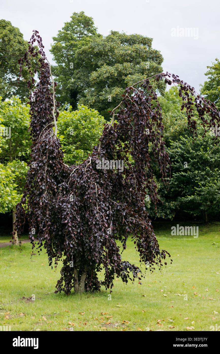 Hêtre cuivré suspendu / hêtre pleureur violet, botaniquement Fagus sylvatica 'purpurea pendula'. Banque D'Images