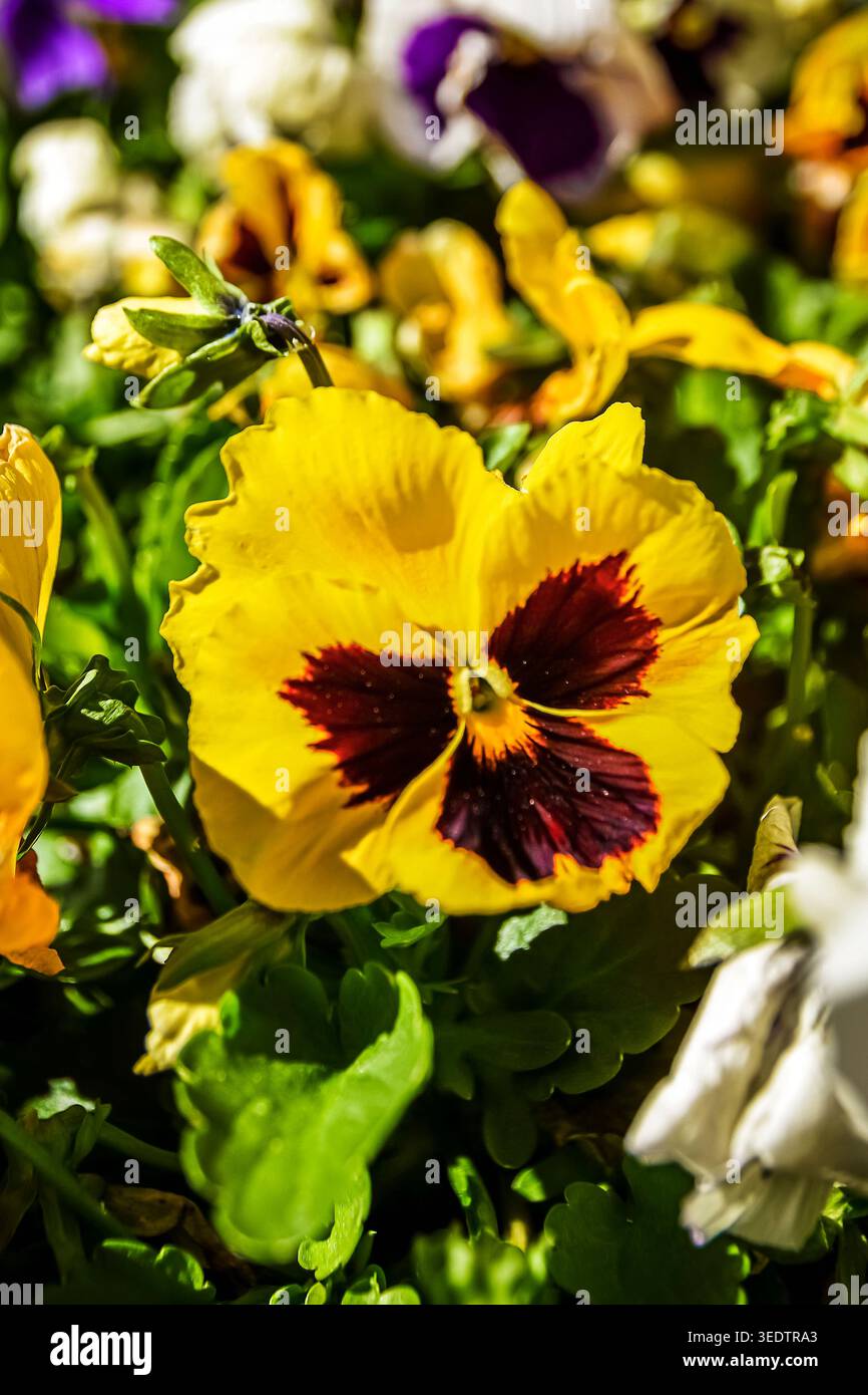 gros plan de fleur de pensée Banque D'Images