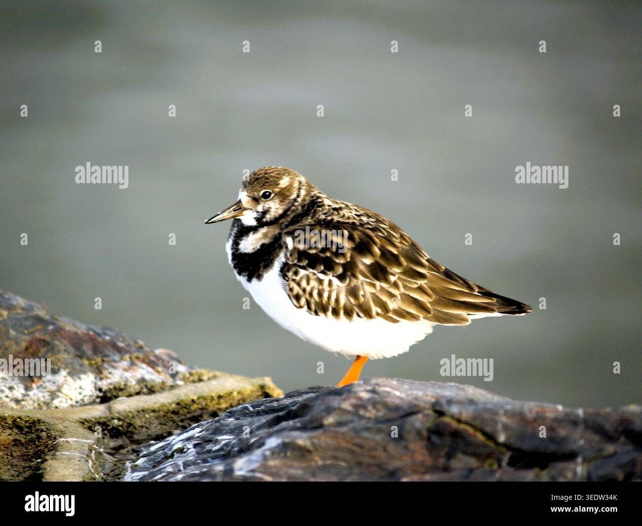 Une Turnstone trouvée sur les côtes rocheuses Banque D'Images