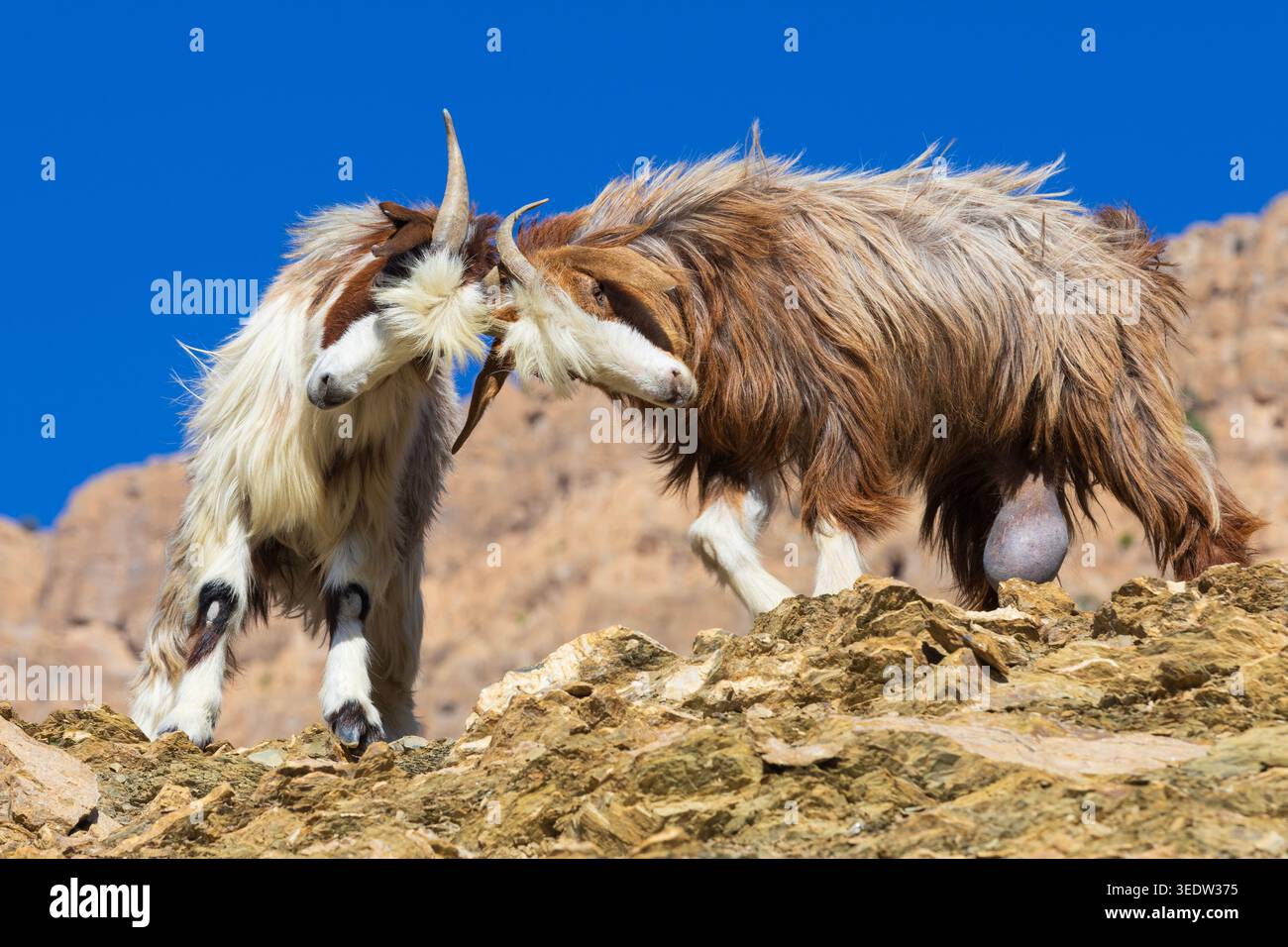 Deux chèvres de montagne emboîtant leurs cornes à Jebel Shams à Oman Banque D'Images