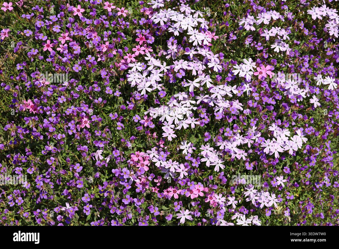 Fleurs blanches, roses et violettes de Phlox subulata, plante vivace à feuilles persistantes, en sprintime. Il est également connu sous le nom de phlox rampant ou phlox de mousse Banque D'Images