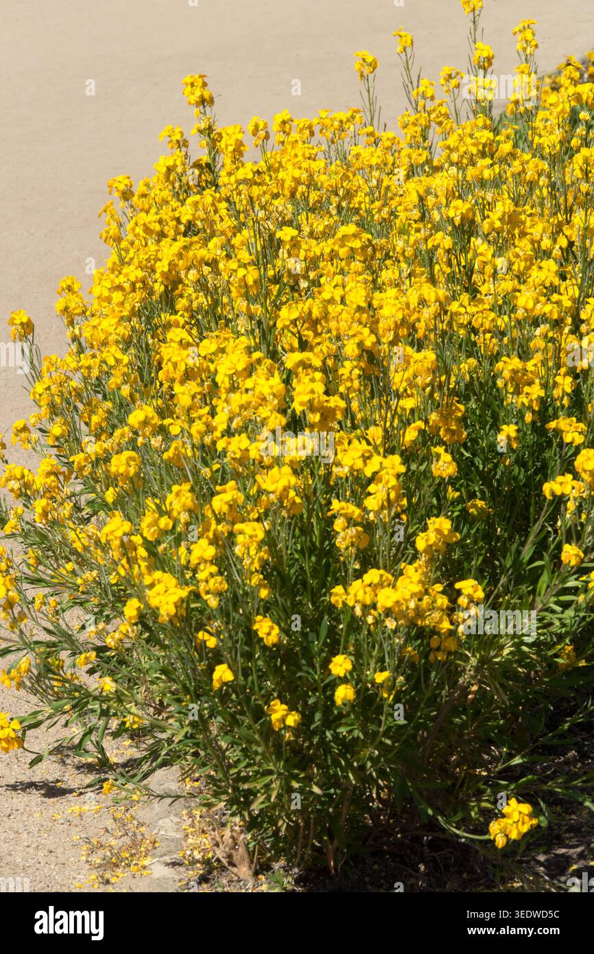 Erysimum cheiri tissu d'or Banque D'Images