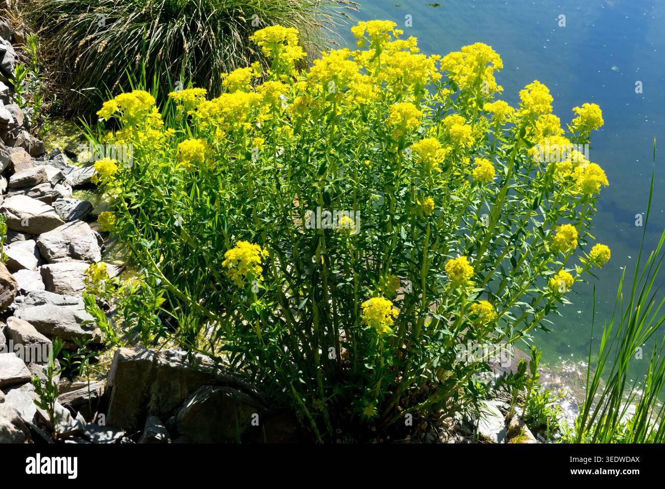 Swamp Spurge, Euphorbia palustris Banque D'Images
