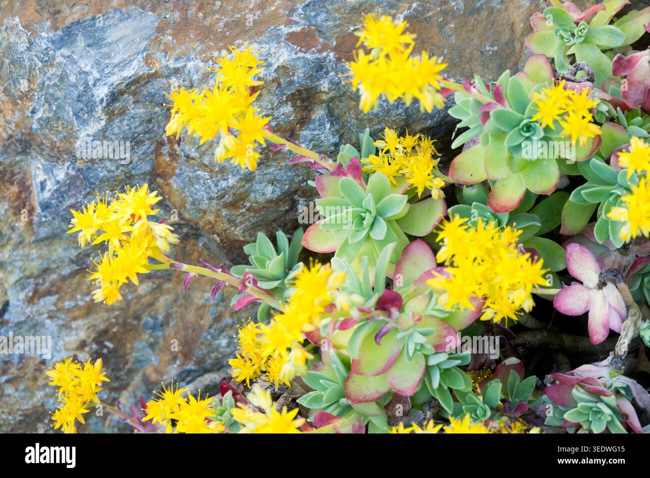 Fleurs jaunes et rosettes charnues du Stonecrop Sedum palmeri de Palmer sur un rocher dans un jardin de printemps Banque D'Images