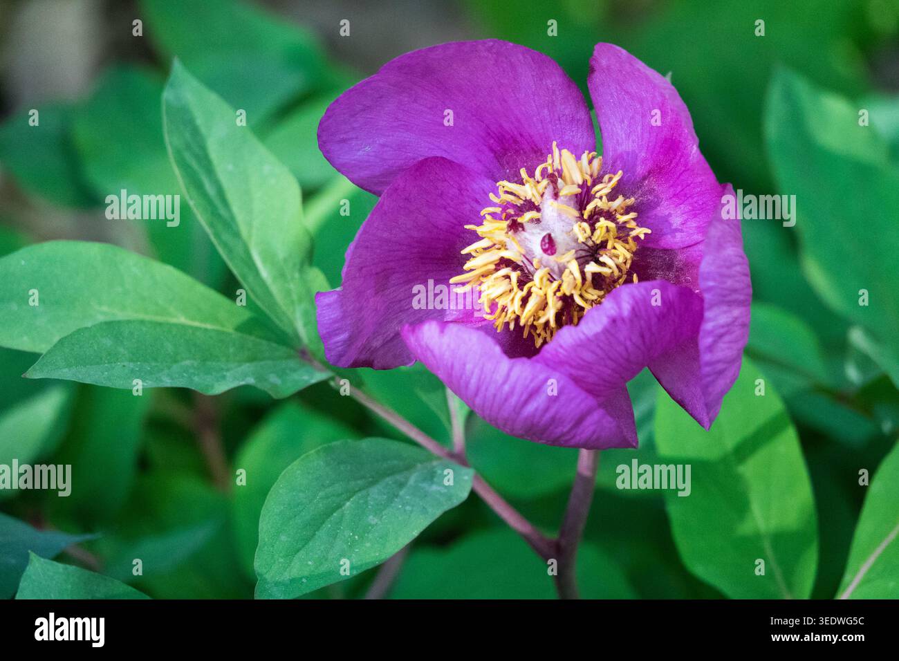 Paeonia mascula, Fleur Banque D'Images