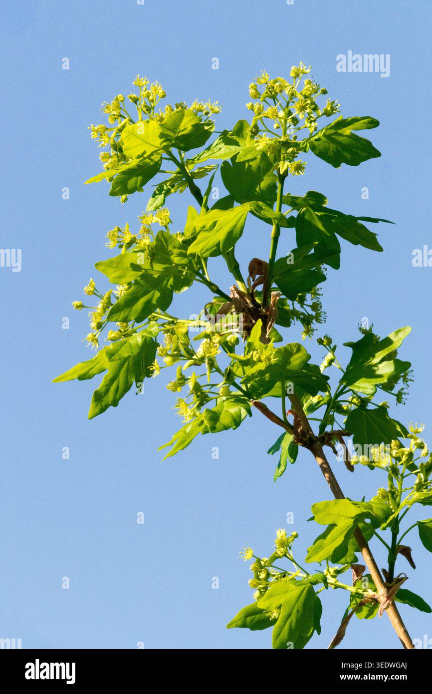 Champ érable, Acer campestre fleurs printanières dans le feuillage Banque D'Images