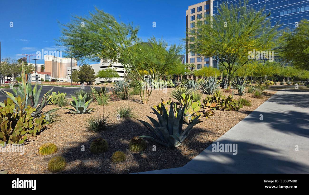Aménagement paysager du désert à l'extérieur des bâtiments modernes de la ville. Paysage urbain ensoleillé avec cactus, agave, gravier, arbres du désert et bâtiments modernes montrant Banque D'Images