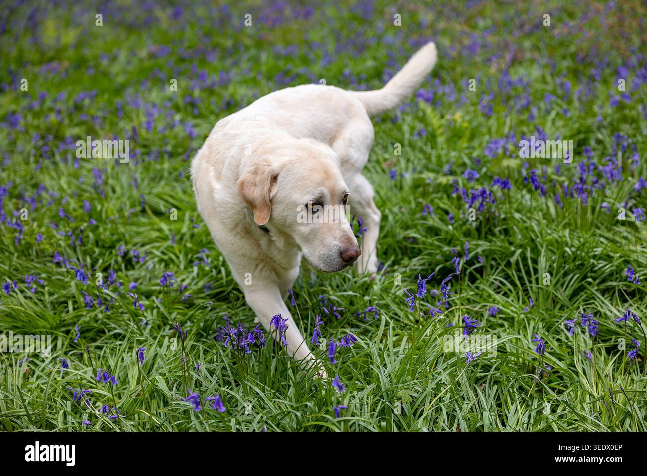 Labrador marchant à travers des cloches à bois de Simons, Wokingham, Berkshire, Royaume-Uni Banque D'Images