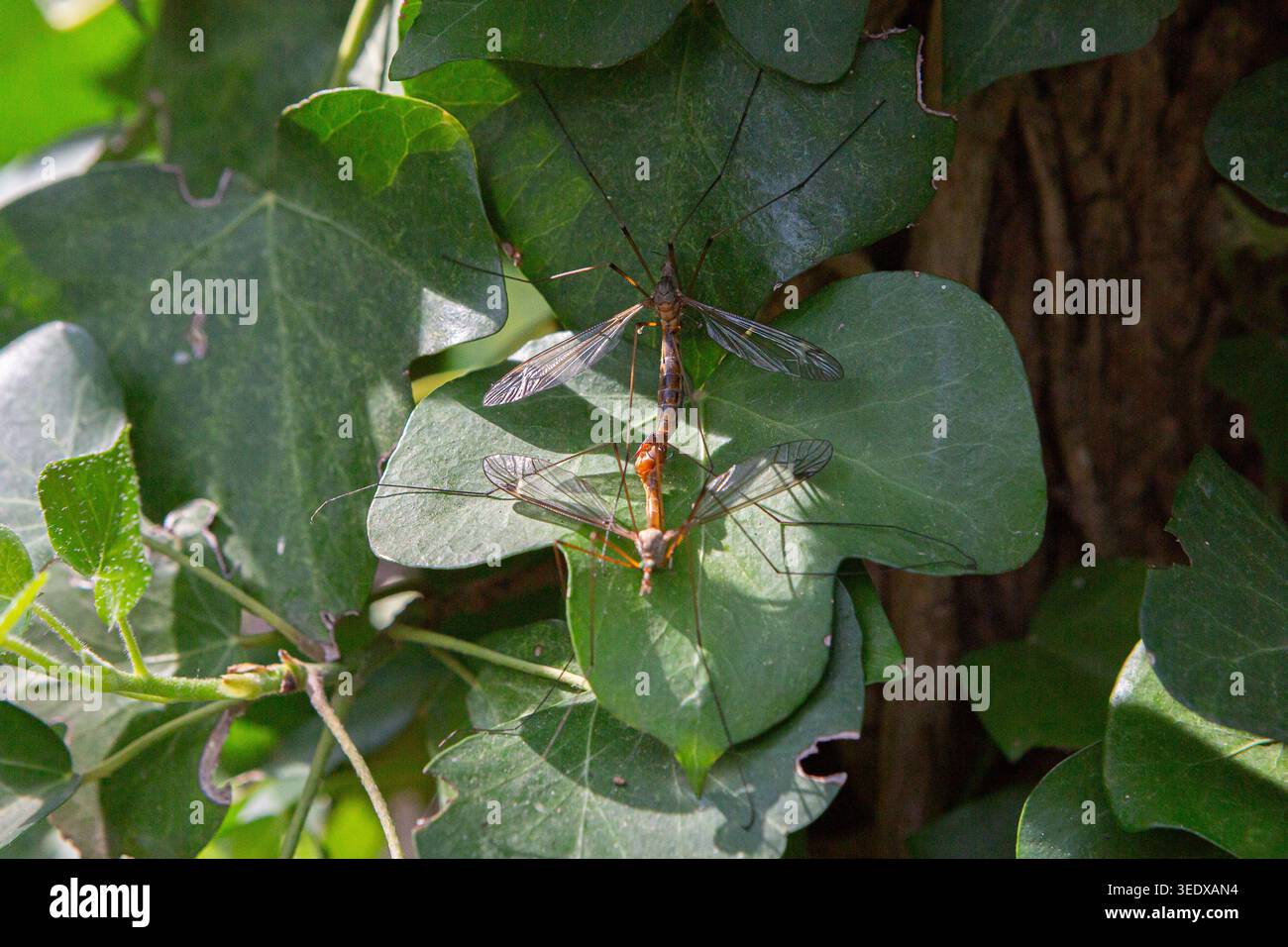 Les mouches de grue reproduisant reposant sur des plantes de lierre vert dans la nature Banque D'Images