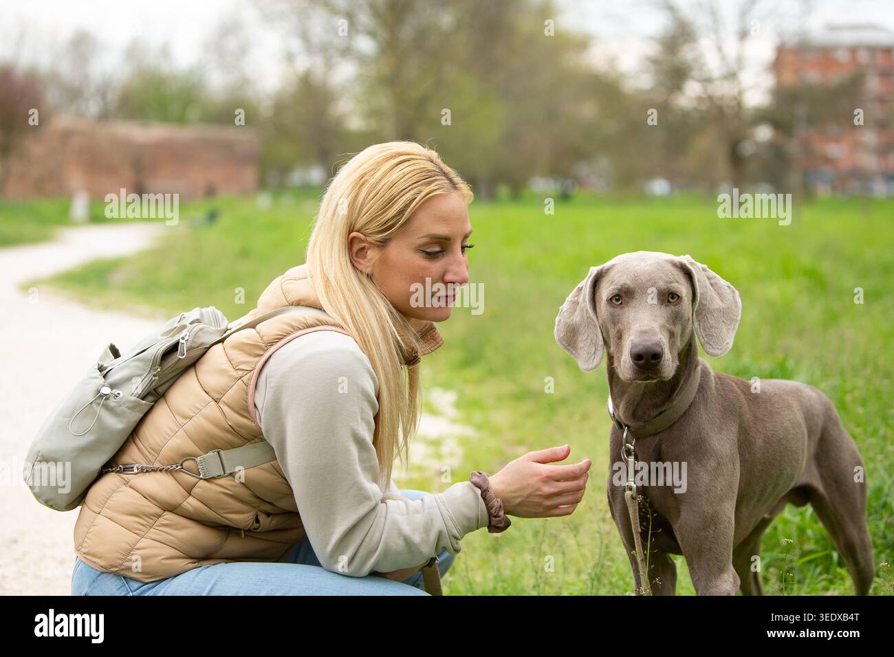 Jeune femme accroupissant et interagissant avec son chien weimaraner à l'extérieur Banque D'Images